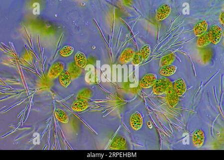 L'image présente des euglénoides parmi les algues vertes, photographiées au microscope en lumière polarisée à un grossissement de 100X. Banque D'Images