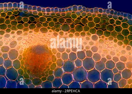 L'image présente la tige d'Anemone sylvestris en coupe transversale, photographiée au microscope en lumière polarisée à un grossissement de Banque D'Images