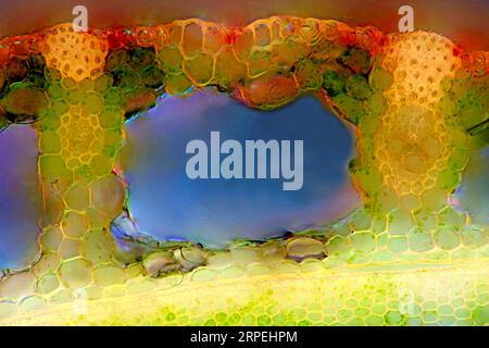 L'image présente la tige de roseau en coupe transversale, photographiée au microscope en lumière polarisée à un grossissement de 200X. Banque D'Images