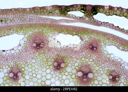 L'image présente la tige de roseau en coupe transversale, photographiée au microscope en champ clair, à un grossissement de 100X. Banque D'Images