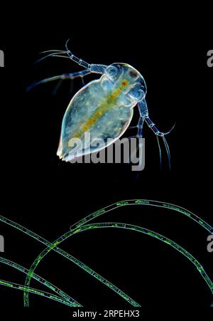 L'image présente le cladocère en vue frontale rare au-dessus des algues filamntes photographiées au microscope en lumière polarisée et en champ sombre à A. Banque D'Images