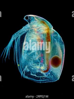 L'image présente Simocephalus sp. avec des œufs, une sorte de cladocère, photographié au microscope en lumière polarisée à un grossissement de 100 Banque D'Images