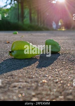 (190831) -- BEIJING, 31 août 2019 -- une photo mobile montre des fruits tombés d'arbres dans le district de Fangshan à Beijing, capitale de la Chine, le 29 août 2019.) (BeijingCandid)CHINE-PÉKIN-ÉTÉ (CN) WeixPeiquan PUBLICATIONxNOTxINxCHN Banque D'Images