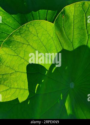 (190831) -- BEIJING, 31 août 2019 -- une photo mobile montre des feuilles de lotus dans le district de Fangshan à Beijing, capitale de la Chine, le 29 août 2019.) (BeijingCandid)CHINE-PÉKIN-ÉTÉ (CN) WeixPeiquan PUBLICATIONxNOTxINxCHN Banque D'Images