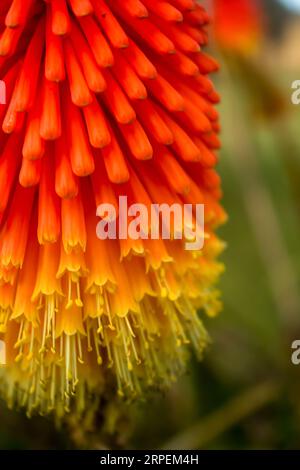 Gros plan de la belle fleur orange et jaune d'un poker Cape, Kniphofia Uvaria, Banque D'Images