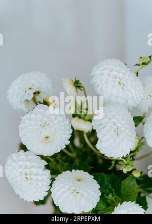 Bouquet de fleurs de dahlias d'automne contre le mur blanc. Vue avant. Espace de copie Banque D'Images