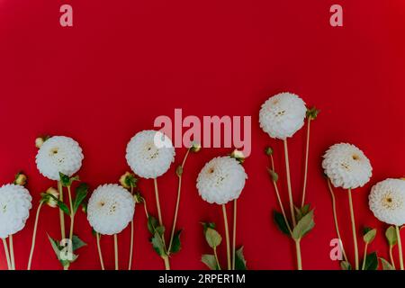 Bordure de belles fleurs de dahlia blanc d'automne sur fond rouge vue de dessus. Espace de copie Banque D'Images