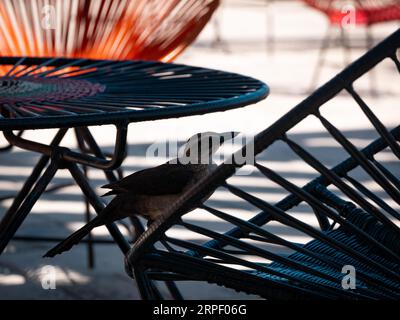 Le Grackle à grande queue ou Grackle mexicain (Quiscalus mexicanus), un oiseau brun femelle se tient sur la chaise en métal Banque D'Images