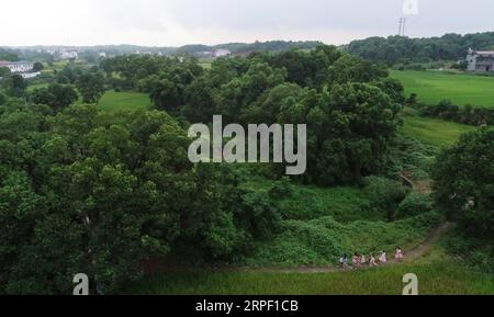 (190909) -- NANCHANG, 9 septembre 2019 -- une photo aérienne prise le 2 septembre 2019 montre Tu Youyou escortant des enfants chez eux après l'école au village de Caojia dans le canton de Luoting, district de Wanli de la ville de Nanchang, province du Jiangxi dans l'est de la Chine. Après avoir obtenu son diplôme de l'éducation normale en 2013, Tu a travaillé comme assistante dans un établissement de formation et a fait du travail communautaire, mais elle a toujours rêvé d'être enseignante. En 2016, elle réussit l'examen de recrutement d'enseignants de la province du Jiangxi et devient enseignante rurale. Au cours des trois dernières années, Tu Youyou a gagné la reconnaissance de ses parents élèves. Maintenant Banque D'Images