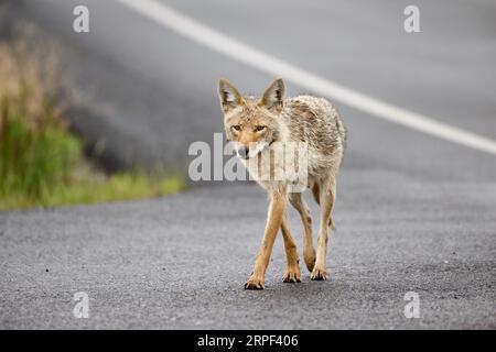 coyote (Canis latrans) marchant le long d'une route, parc national de Yellowstone, Wyoming, États-Unis d'Amérique Banque D'Images