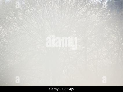 Soleil brillant à travers le brouillard avec un arbre dans le bacground sur un jour de printemps dans l'Allemagne rurale. Banque D'Images