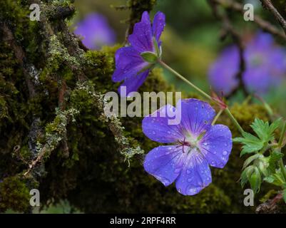 Géraniums, cranes violets en fleurs dans un jardin anglais en été Banque D'Images