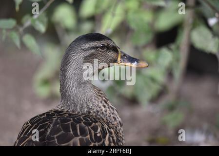 Gros plan tête et épaule, Portrait de profil droit d'un canard colvert femelle (Anas platyrhynchos) contre un fond vert feuillue flou, prise au Royaume-Uni Banque D'Images