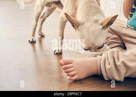 Un croisement entre un chien chihuahua mange de la nourriture humide dans un bol en plastique. Gros plan du visage d'un chien dans un bol, à côté de la jambe d'un enfant. Avec un espace pour copier. Photo de haute qualité Banque D'Images