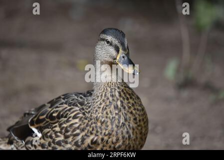 Portrait rapproché d'un canard colvert femelle (Anas platyrhynchos) à gauche de l'image, œil gauche sur la caméra, prise en septembre dans le Staffordshire, Royaume-Uni Banque D'Images