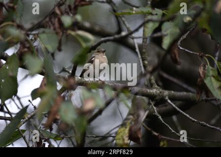 Moufle commune femelle (Fringilla coelebs) perchée dans un arbre sur une branche horizontale à gauche de l'image, encadrée par des feuilles, prise au Royaume-Uni en septembre Banque D'Images