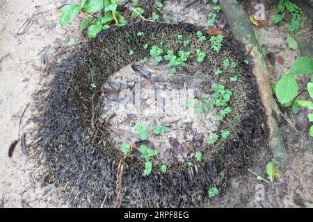 Les plantes poussent dans le sol. Banque D'Images