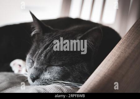 Chat gris endormi. Banque D'Images
