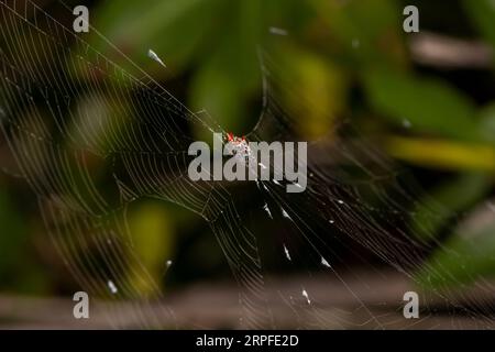 Islamorada, Floride. Les touches. Orbweaver femelle à dos épineux, (Gasteracantha cancriformis) dans une immense toile dans un arbre de mangrove. Banque D'Images