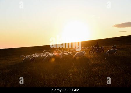 190922 -- BEIJING, 22 septembre 2019 -- une photo prise le 20 septembre 2019 montre des moutons paissant sur une prairie dans la bannière AR Horqin de la région autonome de Mongolie intérieure du nord de la Chine. PHOTOS XINHUA DU JOUR LiuxLei PUBLICATIONxNOTxINxCHN Banque D'Images