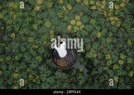 190922 -- PÉKIN, le 22 septembre 2019 -- Un villageois récolte des châtaignes d'eau dans le village de Feijiadai, ville de Linghu à Huzhou, province du Zhejiang dans l'est de la Chine, le 21 septembre 2019. PHOTOS XINHUA DU JOUR HuangxZongzhi PUBLICATIONxNOTxINxCHN Banque D'Images