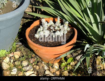 Artemisia schmidtiana 'Nana' poussant dans un pot en terre cuite à la fin de la saison estivale Banque D'Images
