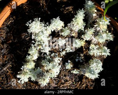 Artemisia schmidtiana 'Nana' poussant dans un pot en terre cuite à la fin de la saison estivale Banque D'Images