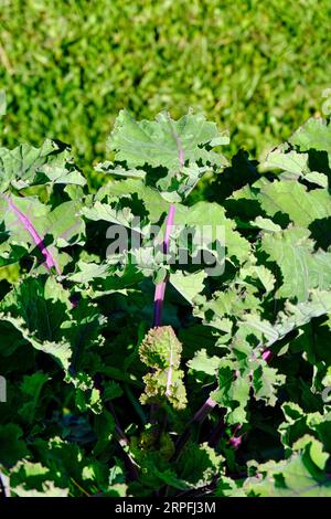 Kalettes poussant sur l'allotissement britannique à la fin de l'été Banque D'Images