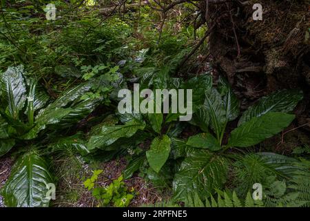 Chou de mouette jaune ou occidentale (Lysichiton americanus) Banque D'Images