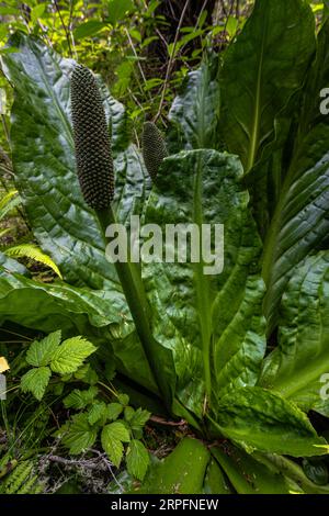 Chou de mouette jaune ou occidentale (Lysichiton americanus) Banque D'Images