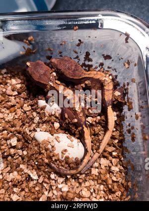 mon beau gecko à crête s Banque D'Images