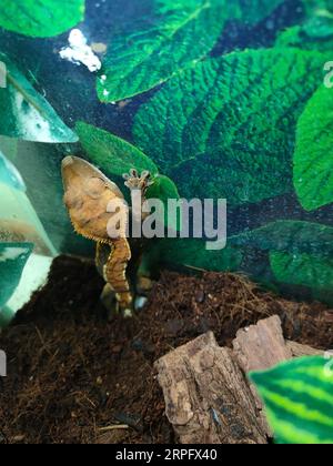 mon beau gecko à crête s Banque D'Images