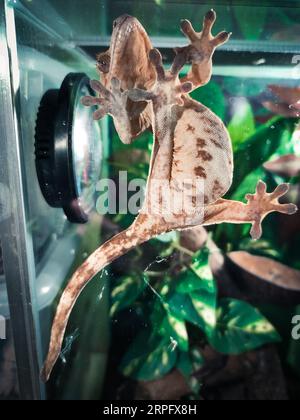 mon beau gecko à crête s Banque D'Images