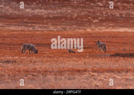 deux coyotes avec un blaireau Banque D'Images