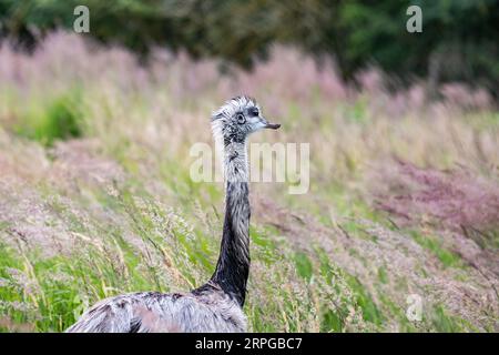 Austrailian Wildlife Emu Dromaius novaehollandiae, gros plan portrait marchant dans l'herbe du Bush. Banque D'Images