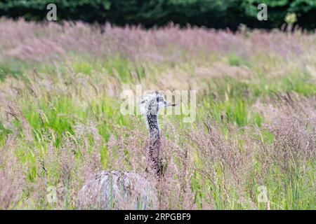 Austrailian Wildlife Emu Dromaius novaehollandiae, gros plan portrait marchant dans l'herbe du Bush. Banque D'Images