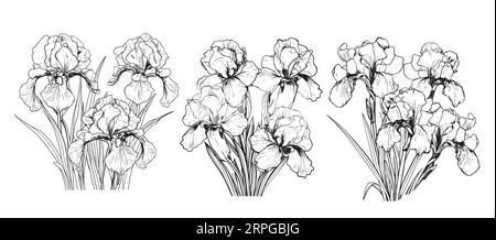 Esquisse de bouquet d'iris dessinée à la main dans le style comique.Vector Garden fleurs Illustration de Vecteur