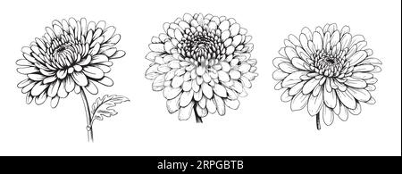 Chrysanthèmes ensemble croquis dessiné à la main dans un style comique.Vector Garden fleurs Illustration de Vecteur