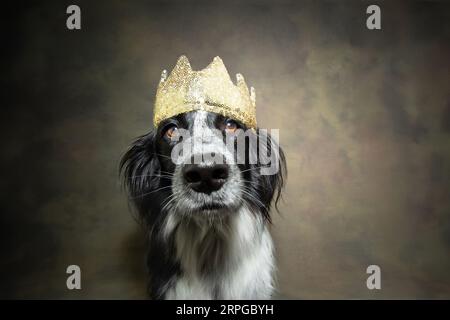 Portrait chiot chien portant une couronne regardant la caméra célébrant le nouvel an, carnaval, halloween. Banque D'Images