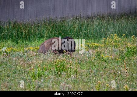 Un Bison Bull dans le parc national de Yellowstone, Wyoming, États-Unis Banque D'Images