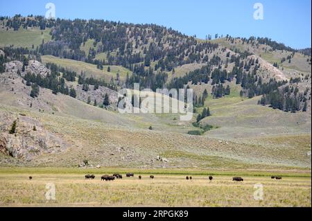 Troupeaux de bisons dans la vallée de Lamar dans le parc national de Yellowstone Banque D'Images