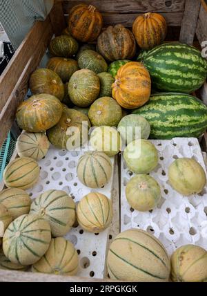 Citrouilles et melons mûrs vendus dans une rue pendant le marché agricole de Cremona, Lombardie, Italie Banque D'Images