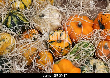 Citrouilles mûres vendues dans une rue pendant le marché agricole de Cremona, Lombardie, Italie Banque D'Images