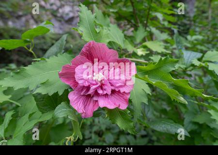 Vue en gros plan de rose vif et rouge double fleur d'hibiscus syriacus aka arbuste althea ou mauve rose fleurissant à l'extérieur dans le jardin Banque D'Images