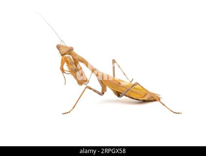 Cette belle Mantis priante a été isolée sur un fond blanc, photographiée, puis relâchée dans le jardin dont elle bénéficiait. Banque D'Images