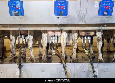 191024 -- BEIJING, le 24 octobre 2019 -- les vaches Holstein sont traites par des machines d'aspiration à Milk Unlimited Dairy Farms dans l'Atlantique, Iowa, États-Unis, le 16 octobre 2019. PHOTOS XINHUA DU JOUR WangxYing PUBLICATIONxNOTxINxCHN Banque D'Images