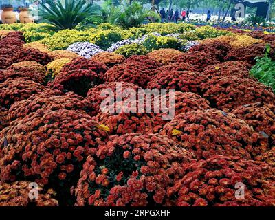 191024 -- BEIJING, le 24 octobre 2019 -- une photo mobile montre le chrysanthème au port floral international de Beijing dans le district de Shunyi à Beijing, capitale de la Chine, le 19 octobre 2019. BeijingCandidCHINA-BEIJING-CHRYSANTHÈME CN WeixMengjia PUBLICATIONxNOTxINxCHN Banque D'Images