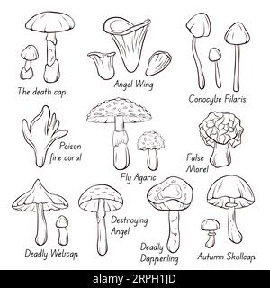 Icônes de collection de champignons non comestibles dans l'art au trait, style de contour. Fly Agaric, Autumn Skullcap, Deadly Webcap, False Morel, poison Fire Coral. Vecteur Illustration de Vecteur