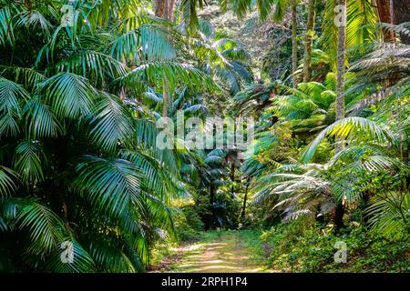 Une vaste collection de palmiers dans la vallée des palmiers au jardin botanique Jose do Canto au lac Furnas sur l'île azoréenne de Sao Miguel à Furnãs, Portugal. Banque D'Images