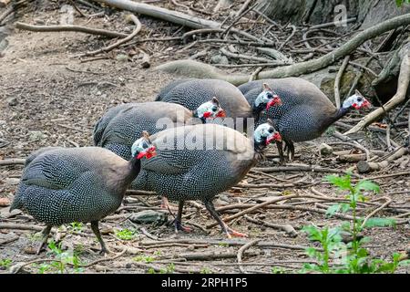 Les poules de Guinée bordées se promènent dans les jardins du parc botanique Jose do Canto, au lac Furnas, sur l'île azoréenne de Sao Miguel à Furnãs, au Portugal. Banque D'Images